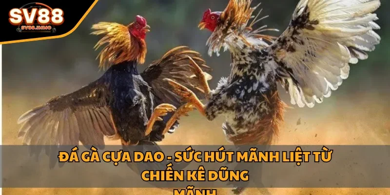 Đá gà cựa dao