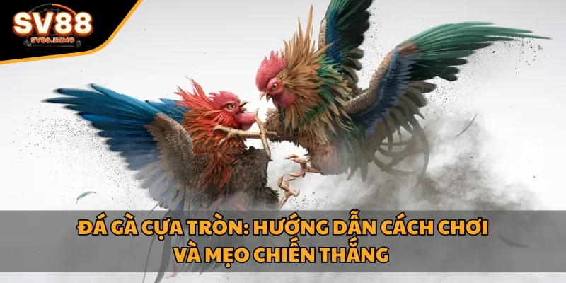 Đá gà cựa tròn